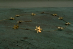 kleineblütenhalsschmuck